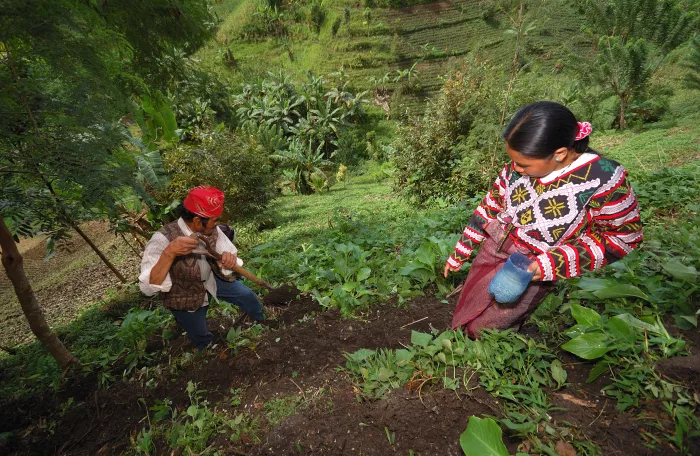 Upland farming near Lake Sebu, Philippines