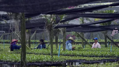 Workers harvesting tea leaves on a plantation.